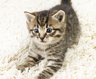 carpet cleaning service